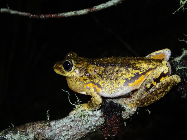Peron’s Tree Frog (Litoria peronii)