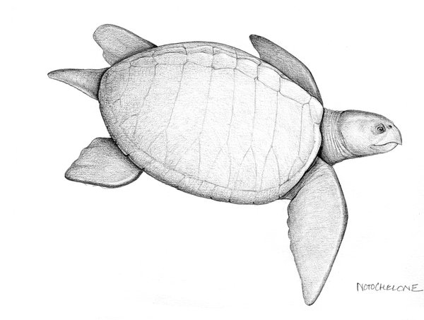 Illustration of turtle Notochelone costata