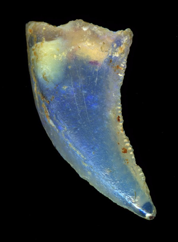 Opalised fossil  tooth