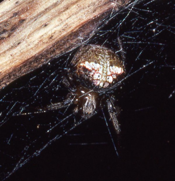 A signal line spider, Metepeira sp.