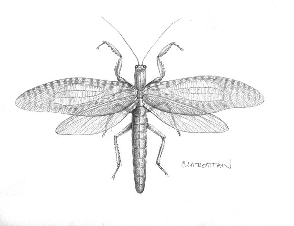 Illustration of clatrotitan andersoni