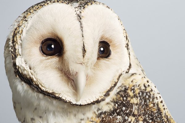 'Tani' masked owl