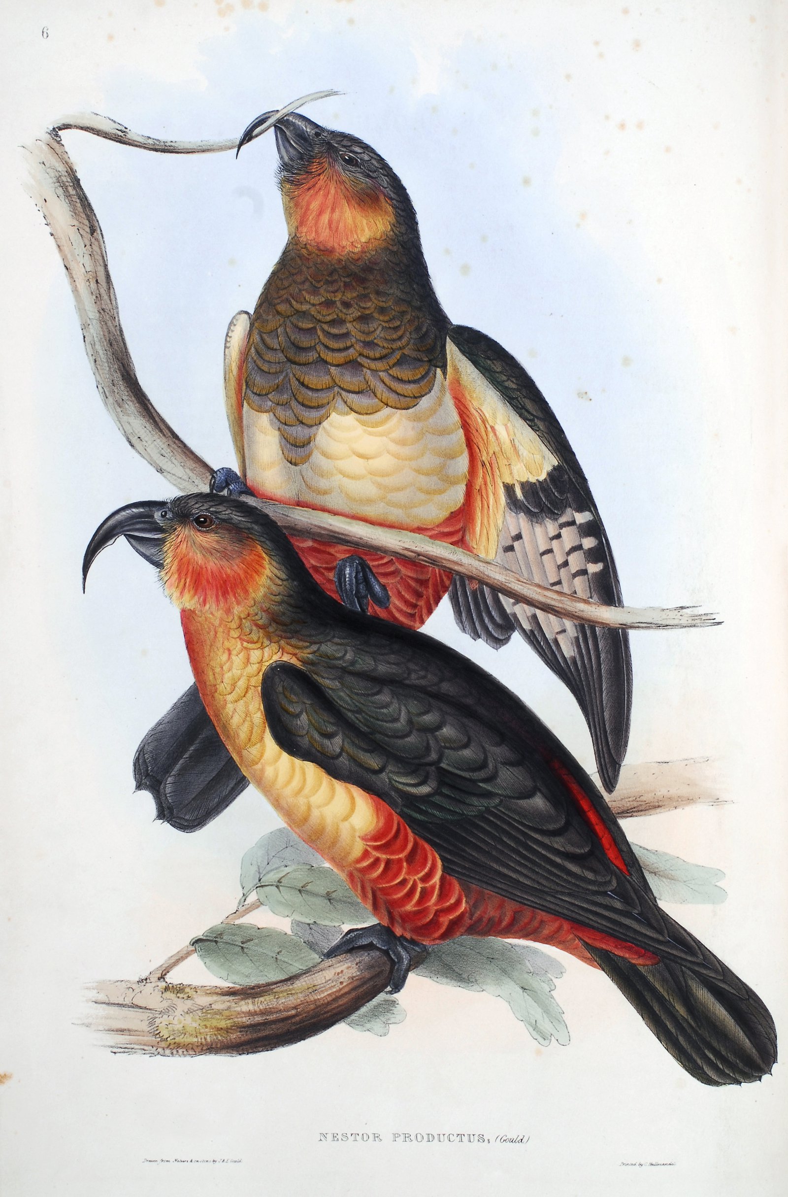 The Birds of Australia : in seven volumes / by John Gould.