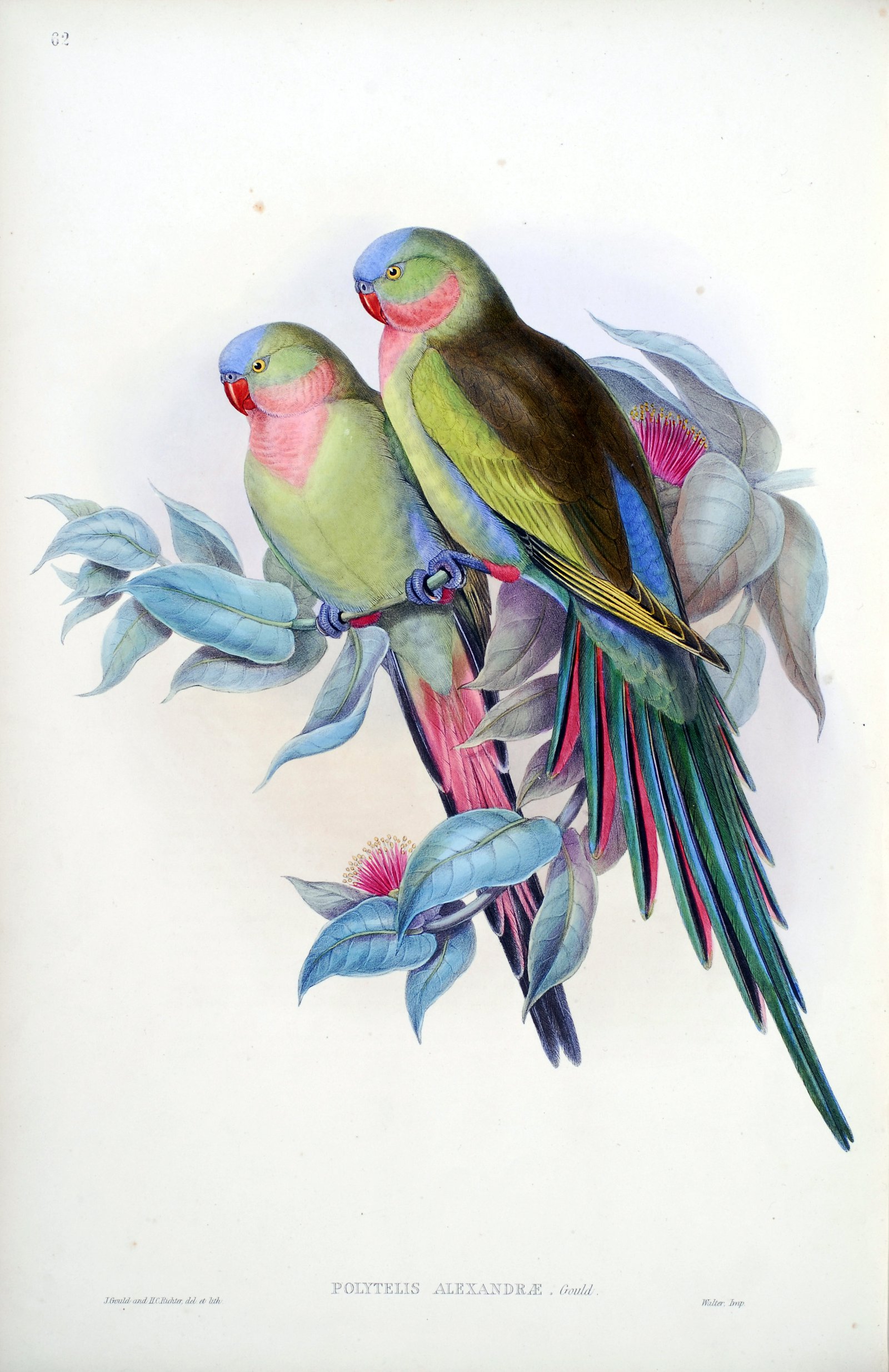 The Birds of Australia : in seven volumes / by John Gould.