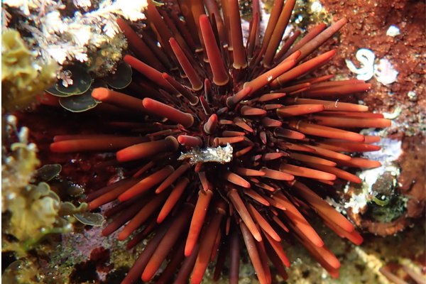 The red sea urchin