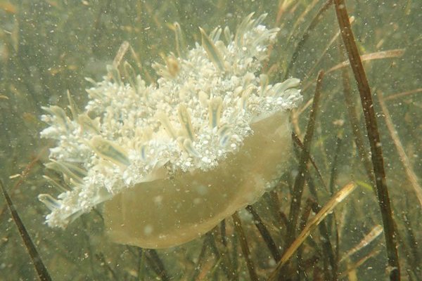 The Upside-down jellyfish (Cassiopea sp.) swimming in seagrass in Lake Macquarie, NSW in 2019.