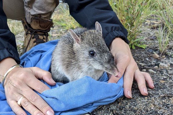 A Long-nosed bandicoot being released during a NPWS biannual monitoring survey on North Head
