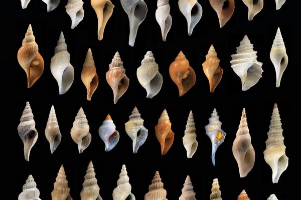 Diverse gastropods: assortment of Australian deep-sea ‘turrids’.