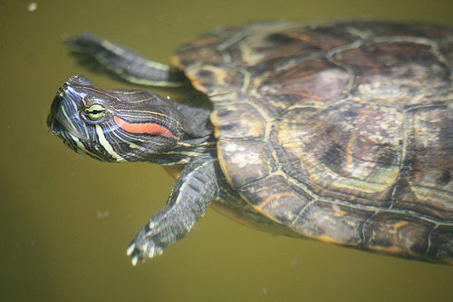 Red-eared turtle