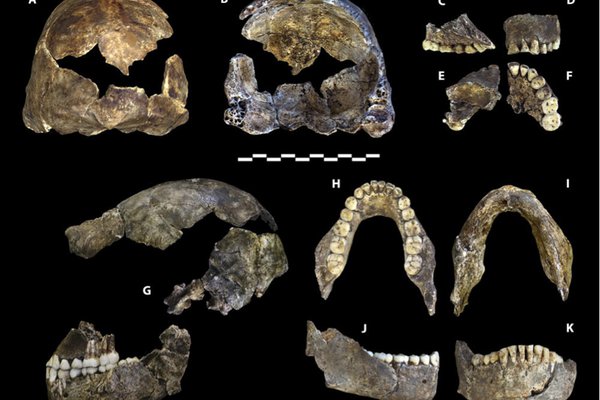 Homo naledi type specimen