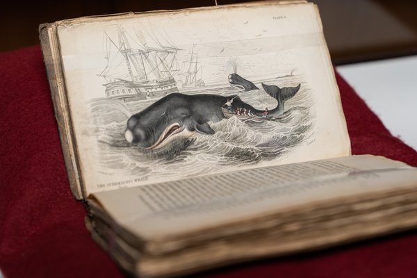Weird Whales books