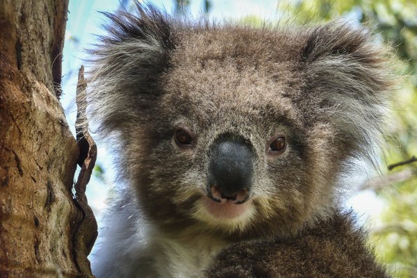 Wild Australian Koala