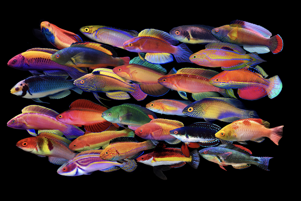 The fairy wrasses are among the most diverse of the Labridae, with their 65 species accounting for nearly 10% of the family. Photo credit: Yi-Kai Tea.