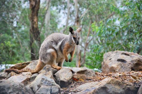 A yellow-footed rock wallaby