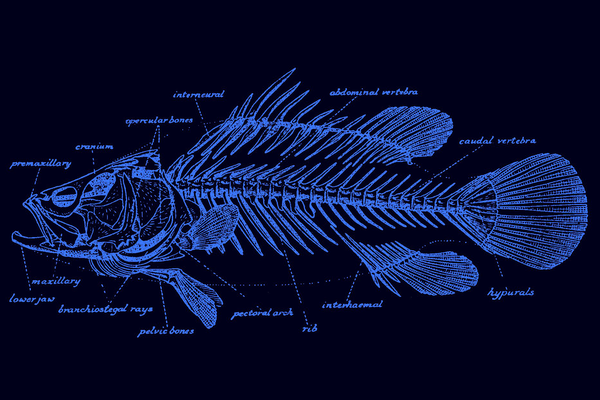 Skeleton of a Nile Perch from Norman, 1947